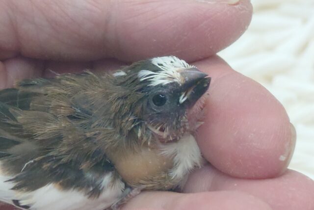 十姉妹（ジュウシマツ）