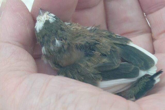 十姉妹（ジュウシマツ）