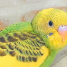 はっぴーぃ　たんぽぽ☆彡　セキセイインコ　パイド〜〜