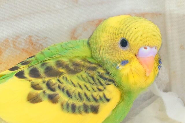 はっぴーぃ　たんぽぽ☆彡　セキセイインコ　パイド〜〜