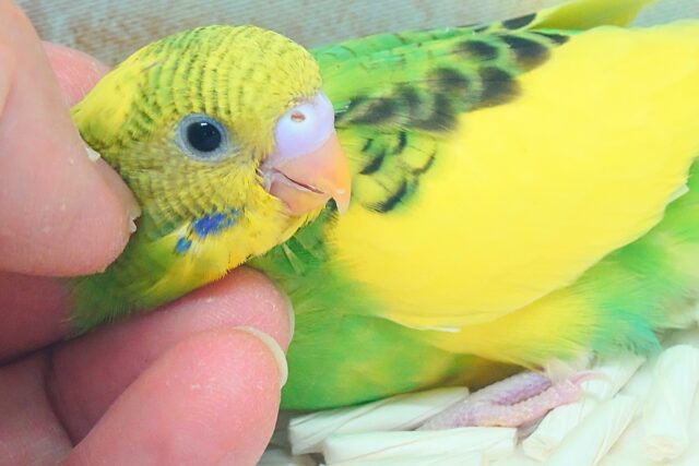 セキセイインコ