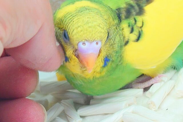 セキセイインコ