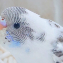 最新画像になります☆お顔ブワッと、たまらんあふれるーー🩵　セキセイインコ（白ハルクイン）