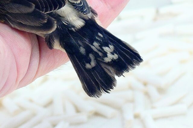 錦花鳥（キンカチョウ）