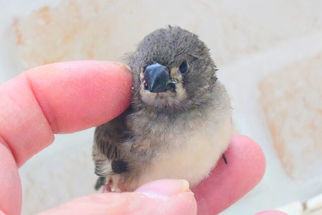 錦花鳥（キンカチョウ）