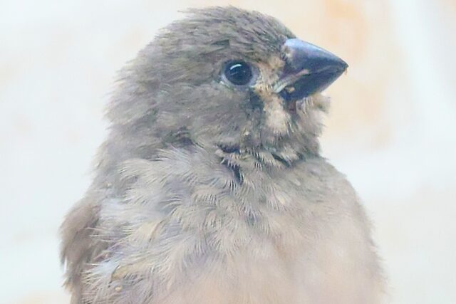 錦花鳥（キンカチョウ）