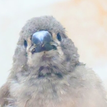 てぃっ☆　の使い分け、わっかるかなぁ〜　キンカチョウ〜〜