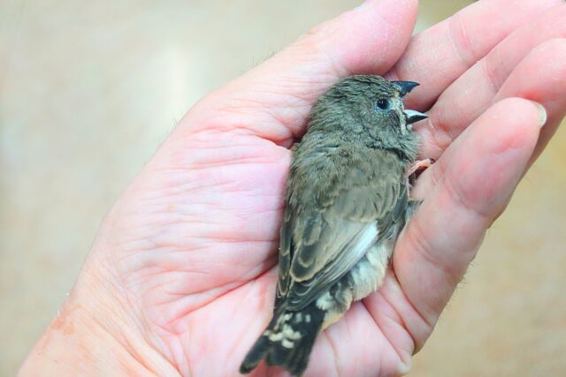 錦花鳥（キンカチョウ）