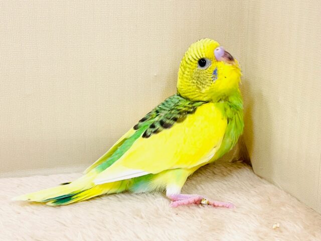 セキセイインコ
