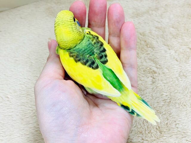 セキセイインコ