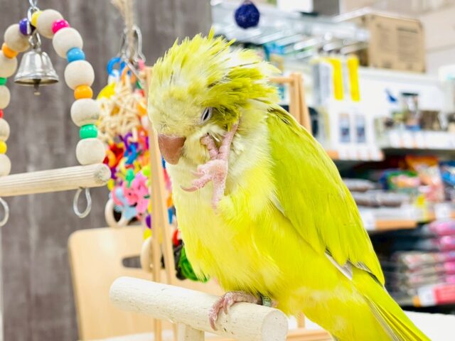 オキナインコ