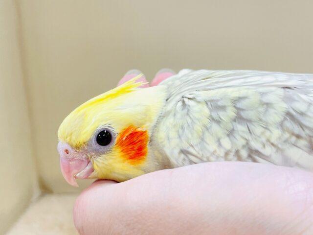 オカメインコ