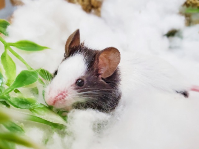 リクエストありがとうございます!パンダマウス男の子のご紹介ですっ! パンダマウス