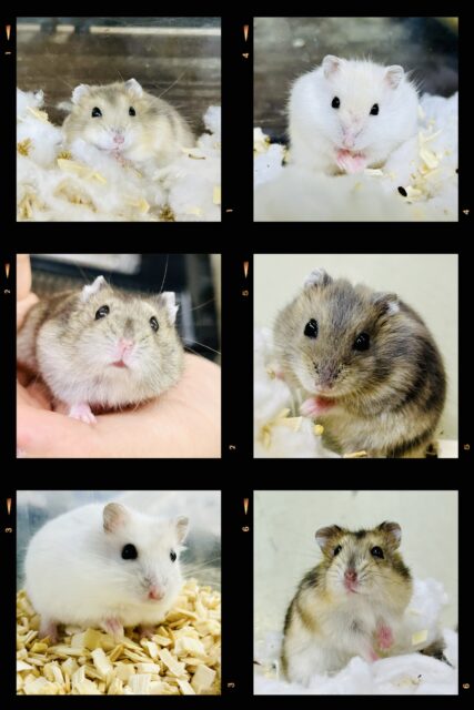 ハムスター在舎＆入舎情報！！　ドワーフハムスターズ♪