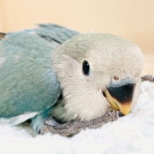 魅惑のブルー🦋🌧💙💍コザクラインコ(ブルーチェリー)(ヒナ)