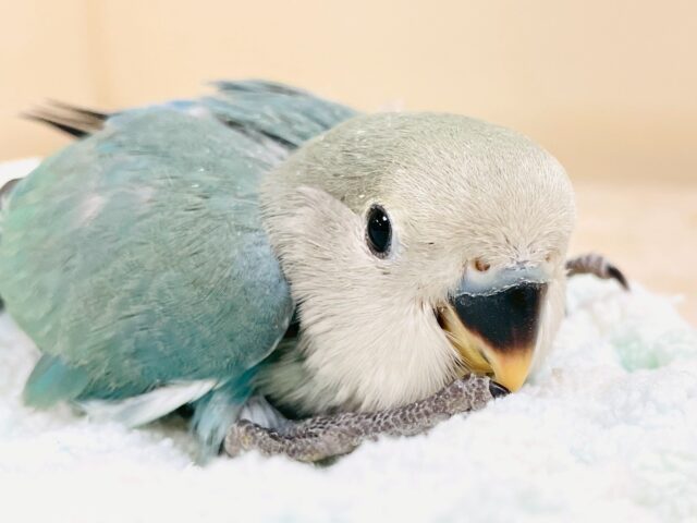 魅惑のブルー🦋🌧💙💍コザクラインコ(ブルーチェリー)(ヒナ)