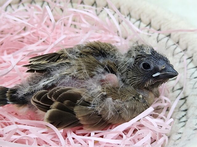 ニ〜ニ〜🎵の鳴き声が可愛いんです💕キンカ鳥さんヒナノーマルカラー 錦花鳥(キンカチョウ)