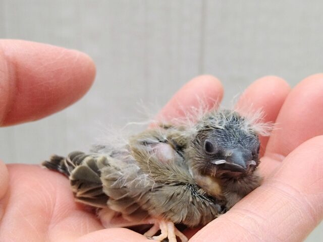 ニ〜ニ〜🎵の鳴き声が可愛いんです💕キンカ鳥さんヒナノーマルカラー 錦花鳥(キンカチョウ)