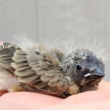ニ〜ニ〜🎵の鳴き声が可愛いんです💕キンカ鳥さんヒナノーマルカラー