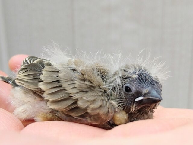 ニ〜ニ〜🎵の鳴き声が可愛いんです💕キンカ鳥さんヒナノーマルカラー