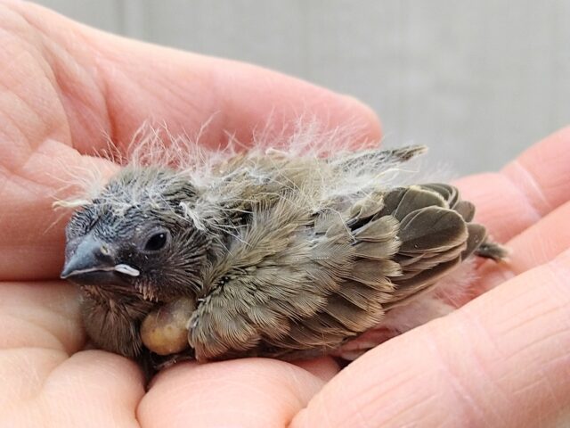 ニ〜ニ〜🎵の鳴き声が可愛いんです💕キンカ鳥さんヒナノーマルカラー 錦花鳥(キンカチョウ)
