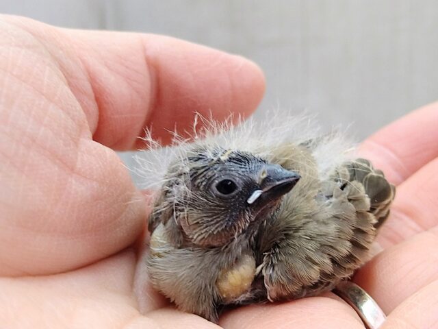 ニ〜ニ〜🎵の鳴き声が可愛いんです💕キンカ鳥さんヒナノーマルカラー 錦花鳥(キンカチョウ)