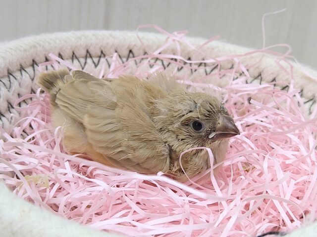 大人気カラーです!秋色🍁ベージュなキンカ鳥ヒナさん来ましたよ〜 錦花鳥(キンカチョウ)