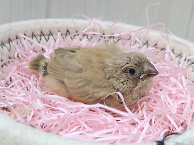 大人気カラーです!秋色🍁ベージュなキンカ鳥ヒナさん来ましたよ〜 錦花鳥(キンカチョウ)
