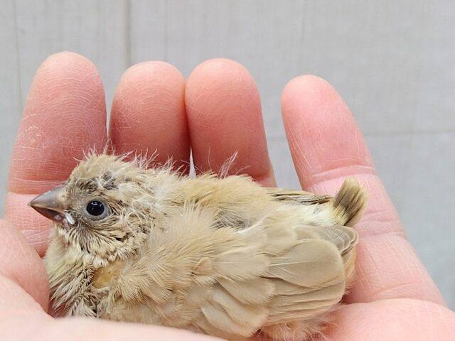 大人気カラーです!秋色🍁ベージュなキンカ鳥ヒナさん来ましたよ〜 錦花鳥(キンカチョウ)