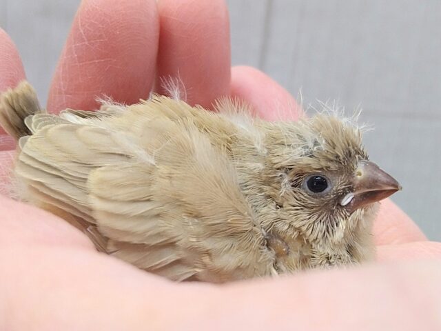 大人気カラーです!秋色🍁ベージュなキンカ鳥ヒナさん来ましたよ〜 錦花鳥(キンカチョウ)