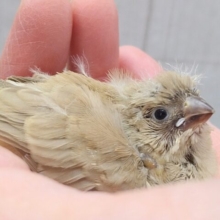 大人気カラーです！秋色🍁ベージュなキンカ鳥ヒナさん来ましたよ〜