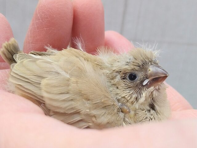 大人気カラーです！秋色🍁ベージュなキンカ鳥ヒナさん来ましたよ〜