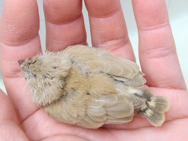 大人気カラーです!秋色🍁ベージュなキンカ鳥ヒナさん来ましたよ〜 錦花鳥(キンカチョウ)