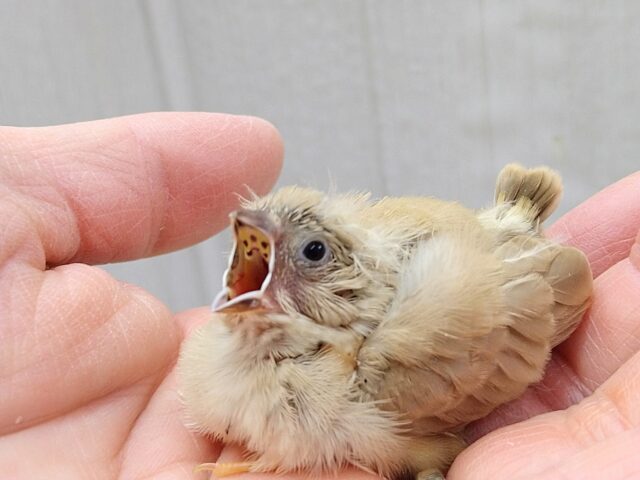 大人気カラーです!秋色🍁ベージュなキンカ鳥ヒナさん来ましたよ〜 錦花鳥(キンカチョウ)