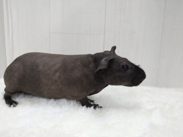 スキニーギニアピッグ