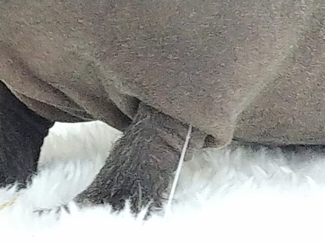 スキニーギニアピッグ