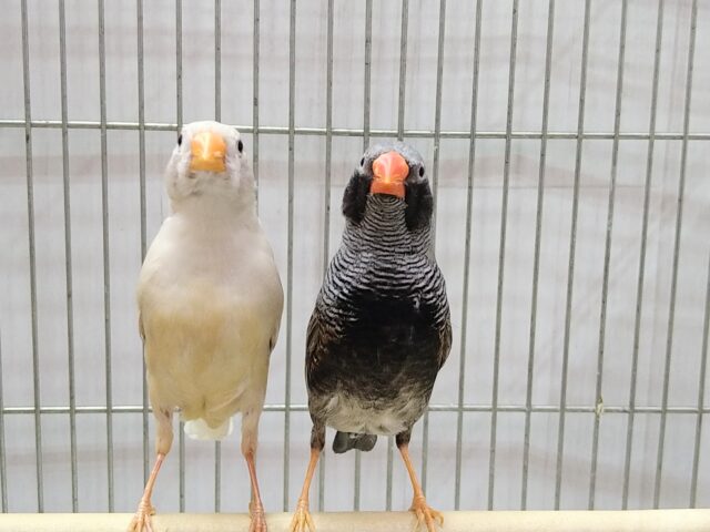 錦花鳥（キンカチョウ）