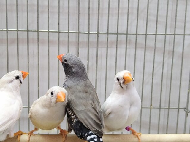 大人キンカ鳥さん達がやって来ましたよ〜