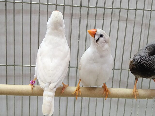 錦花鳥（キンカチョウ）