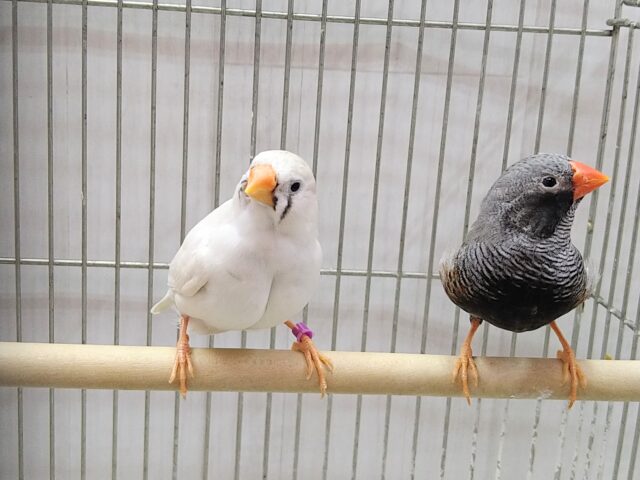 錦花鳥（キンカチョウ）