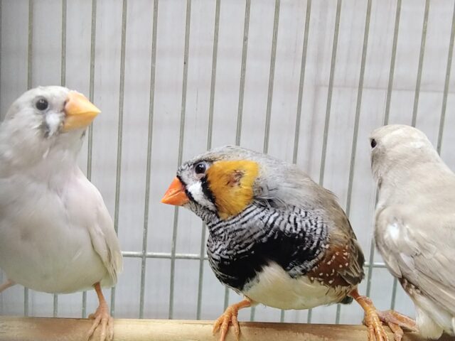 大人キンカ鳥さん達が来ました！ちょっと大きめ〜