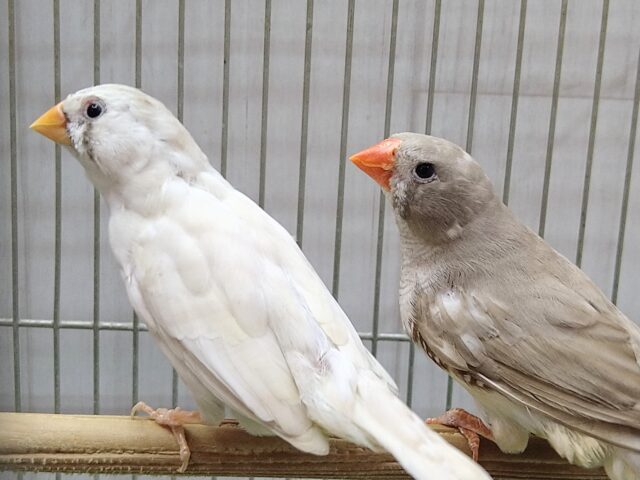 錦花鳥（キンカチョウ）