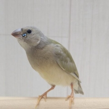 涼やかなお顔が素敵です！コキン鳥ヒナさん　色変わり