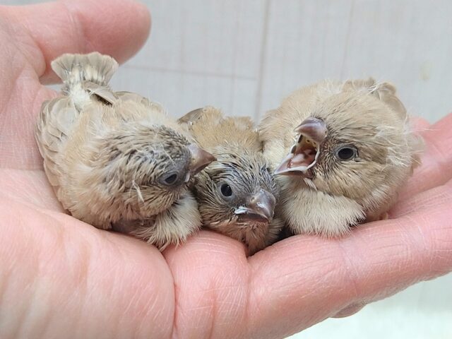 錦花鳥（キンカチョウ）