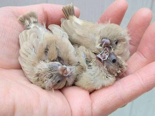 錦花鳥（キンカチョウ）