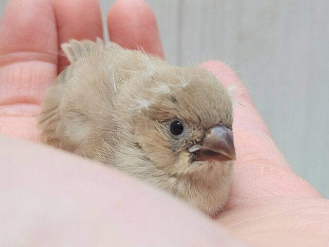 錦花鳥（キンカチョウ）