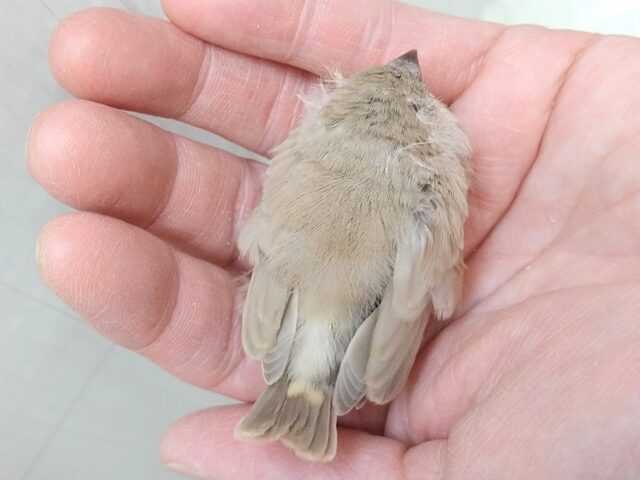 錦花鳥（キンカチョウ）