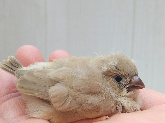 錦花鳥（キンカチョウ）