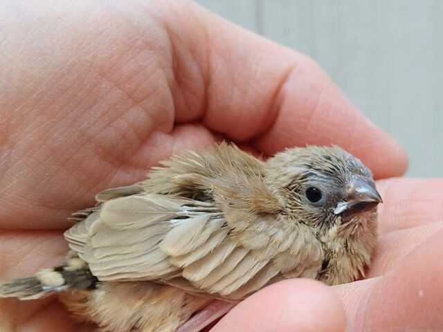 錦花鳥（キンカチョウ）