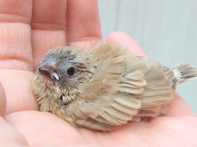 錦花鳥（キンカチョウ）